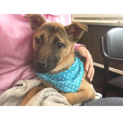 NPO法人アニマルレスキューＭikiJapan 譲渡会