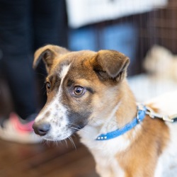 NPO法人アニマルレスキューＭikiJapan 譲渡会 サムネイル2