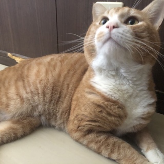 愛嬌たっぷりの男の子 「パズくん（ハトくん）」