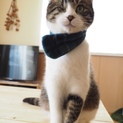 片目猫◯ウインク猫◯キジ白◯男のこ◯１歳半