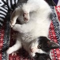 保護しました。