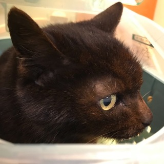 人懐っこい優しい性格です。