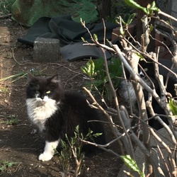子猫たちとの馴れ初め