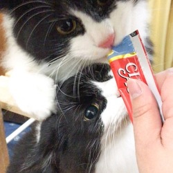 ネットでの募集開始します！