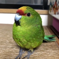 きーちゃん