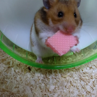 急募ゴールデンハムスターの里親を募集します。