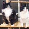 (元野良)長毛ちょび髭の靴下猫です