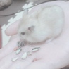 ハム好き子 さん