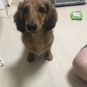 人懐っこいM.ダックスです ☺︎