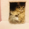 キャットタワーでまったり