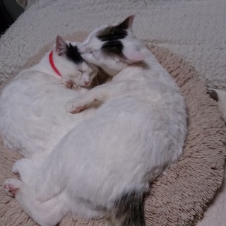 ゴミ袋に捨てられていました