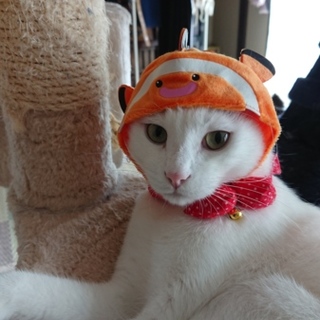 ごみ袋に捨てられていました