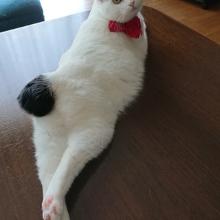 ごみ袋に捨てられていました