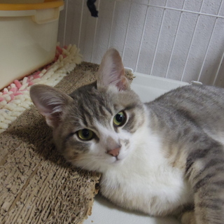 薄グレーの女の子・穏やか