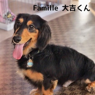 ミニチュアダックス 大吉くん 里親募集中！