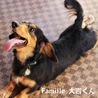 ミニチュアダックス 大吉くん 里親募集中！ サムネイル2