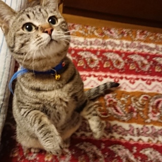 里親交渉中のため一時停止します。