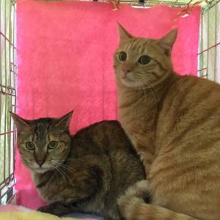 マイケル君とあすかちゃんの兄妹緊急里親様募集です。