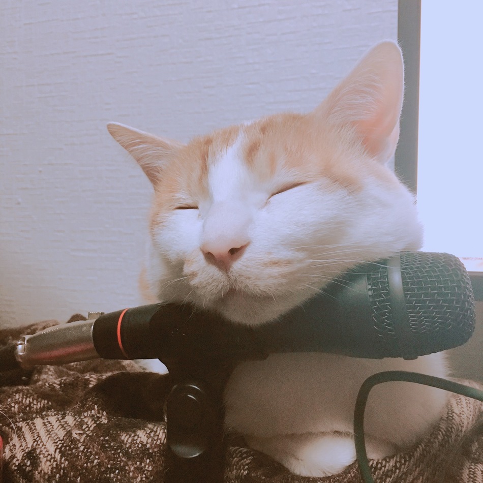 椛のカバー写真