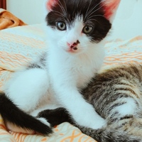 藤