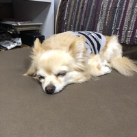 ピピン