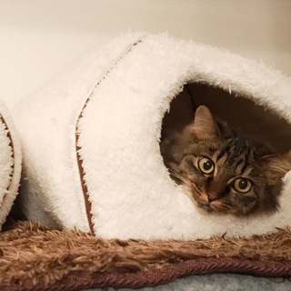 ギズモのような女の子♡