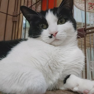 やまとなでしこ　やえ♀