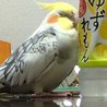 げいり～