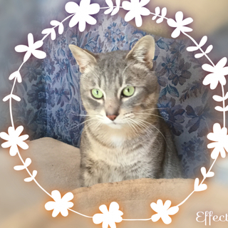 グレー縞々の優しい男の子♪