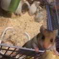 ゴールデンハムスターの里親募集です
