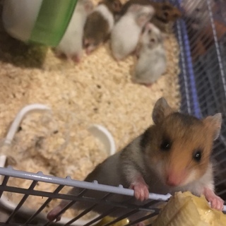 ゴールデンハムスターの里親募集です