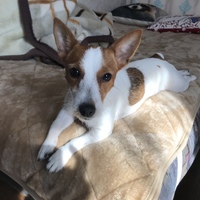 テキーラ