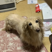 ひめ