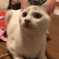 シャム系甘えた、目が綺麗な美形蒼くん。