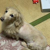 ひめ