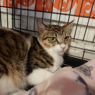 きりりとした男前！