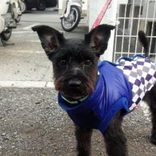 時間がありません行政に収容中シュナウザーMIX男