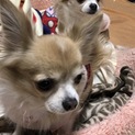 チワワのリルとチル