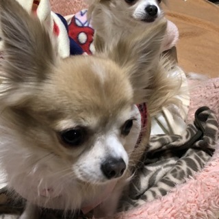 チワワのリルとチル