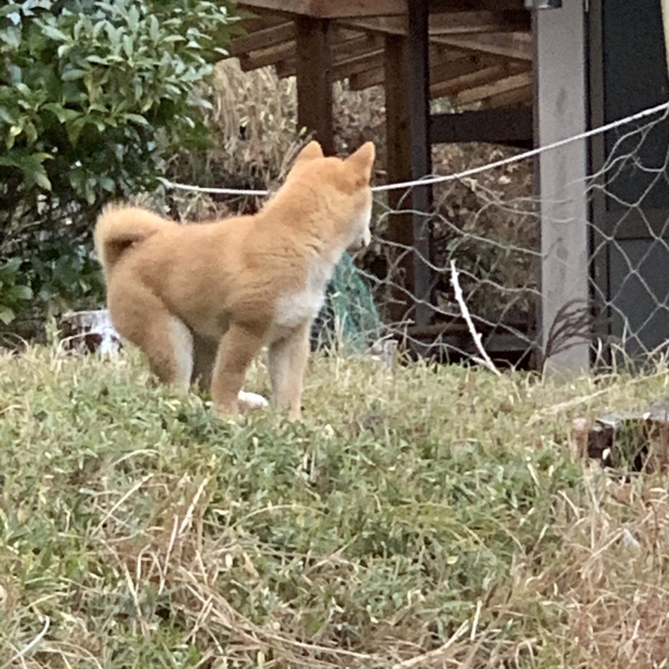 ころんのカバー写真