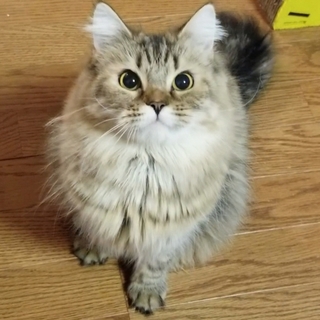 マンチカン長足の女の子