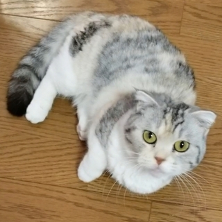 マンチカン短足の女の子