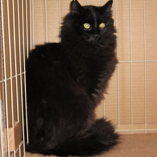 長毛黒系のキュートな男の子