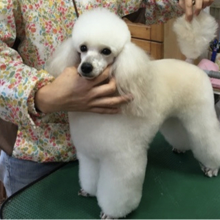 この子に幸せをください。