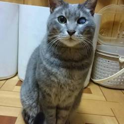 大口町元気なまちづくり事業　第１７回猫の譲渡会