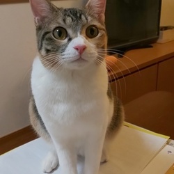 大口町元気なまちづくり事業　第１８回猫の譲渡会