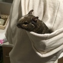 手乗りデグー、女の子です