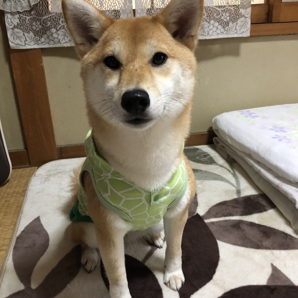 夢路のカバー写真