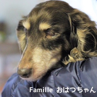 ミニチュアダックスのはっちゃん　里親募集中！