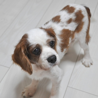 人が好き！だーい好き！穏やかな男の子です。